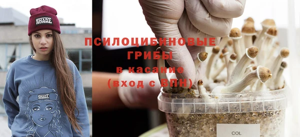 прущие грибы Аркадак